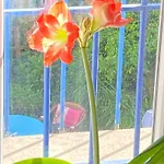 דירה De Jardin Dans Maison *
