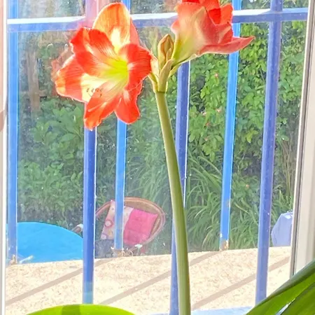 Apartment De Jardin Dans Maison *