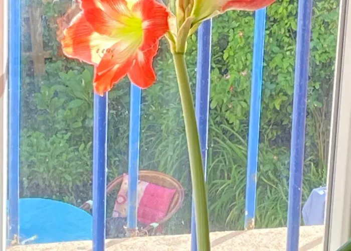 Apartment De Jardin Dans Maison *